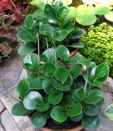 Peperomnia lilian1 1024x1024.jpeg - 6.4K subscribers in the peperomia community. Dedicated to discussion of an easy to care for houseplant genus, the Peperomia.